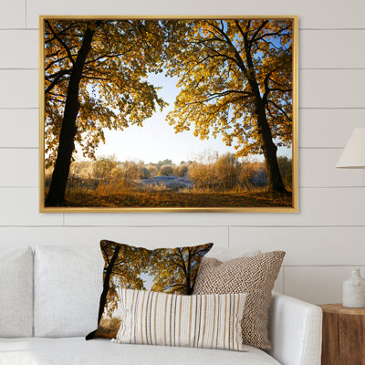 " Sunrise On Autumn Oak Grove "