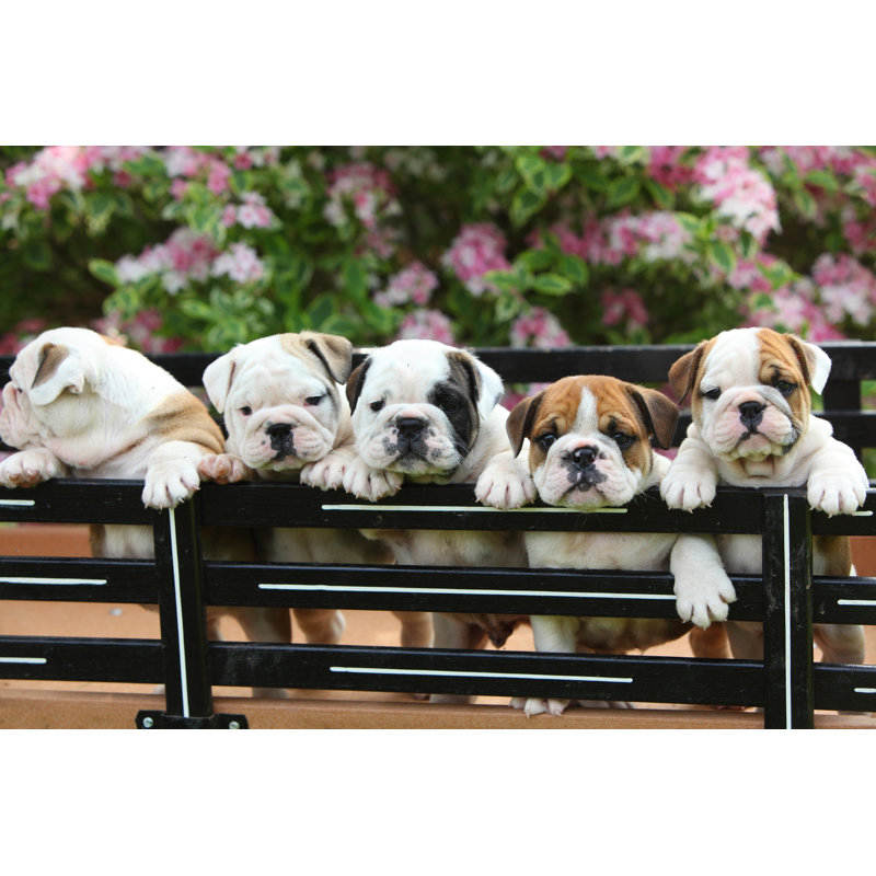 English Bulldog Puppies by JLSnader - Wrapped Canvas Print, 30cm H x 46cm W