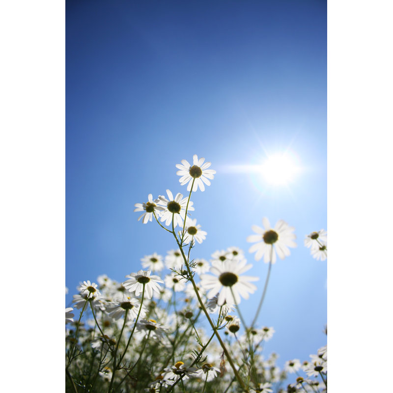 Daisy Sun by Lpettet, 18" H x 12" W