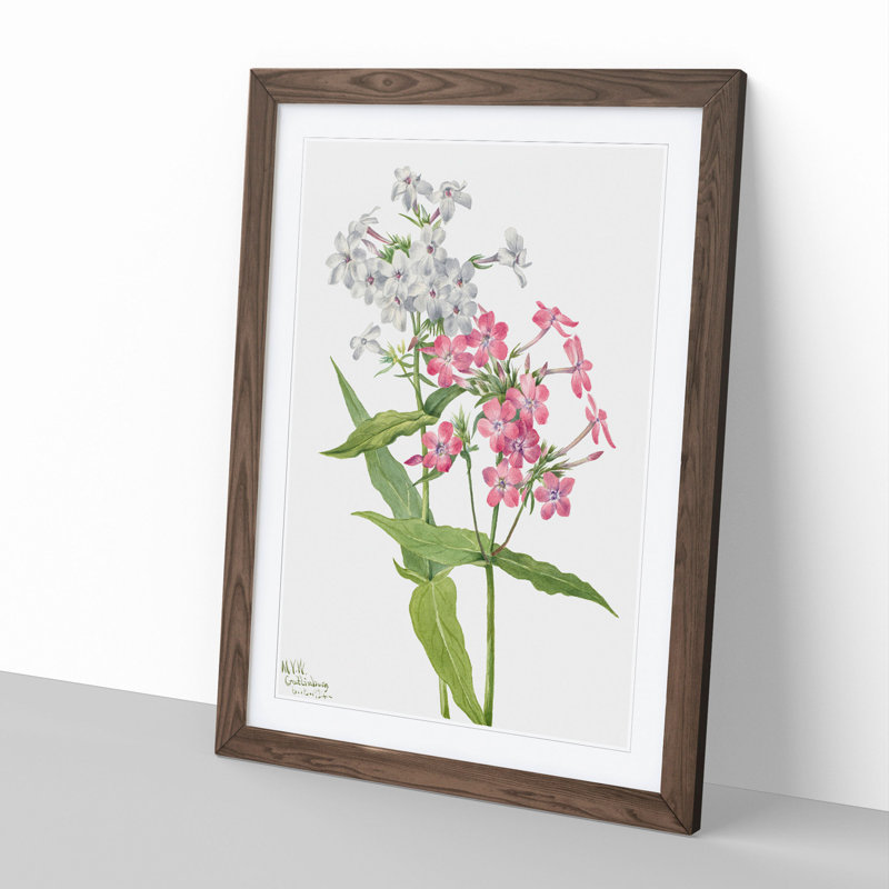 Perennial Phlox by Mary Vaux Walcott - Framed Print, Walnut Framed, 36cm H x 27cm W x 2cm D