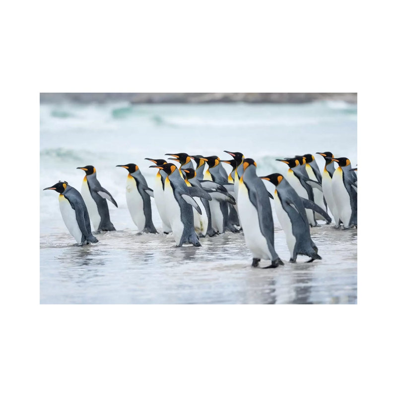 King Penguin, Falkland Islands. by Martin Zwick - Wrapped Canvas Gallery-Wrapped Canvas Giclée