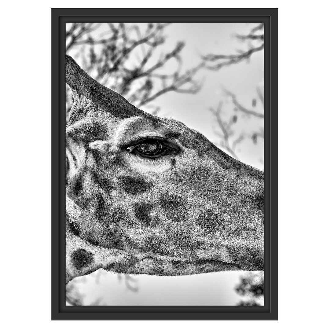 Gerahmtes Wandbild anmutige Giraffe isst