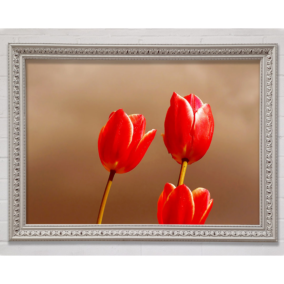 Rote Tulpe Trio - Druck