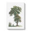 Tree Illustration by Pierre-Joseph Redoute - Wrapped Canvas-55361602