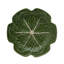 Cabbage Earthenware Dinner Plate