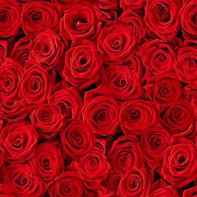 Sans soudure plusieurs roses rouges - photographie sur toile tendue