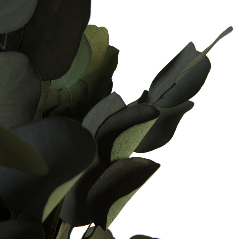 0.25'' Plant