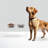 Tall Clear Elevated Feeder with Bowls-1751937875-1763116309
