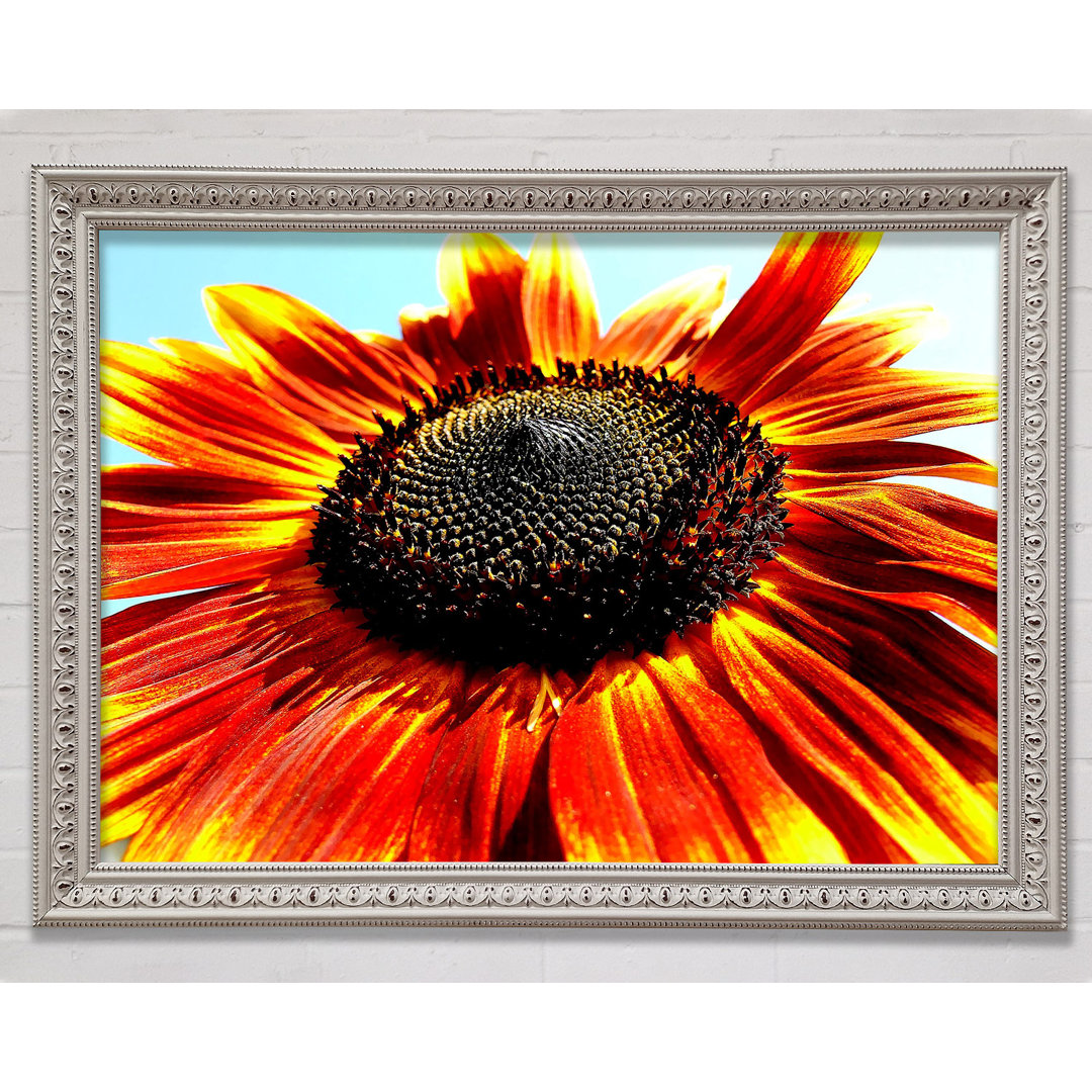 Gerahmtes Wandbild The Sunflower