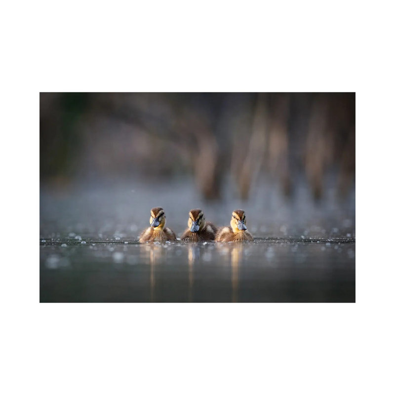 Trio 1 Piece Wrapped Canvas Wall Art