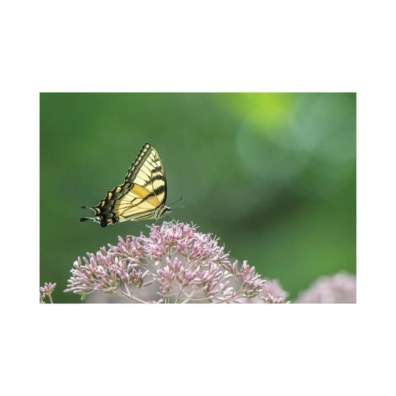 Grace by David Gardiner - Gallery-Wrapped Canvas Giclée on Canvas, Wrapped Canvas, 30.48 cm H x 45.72 cm W