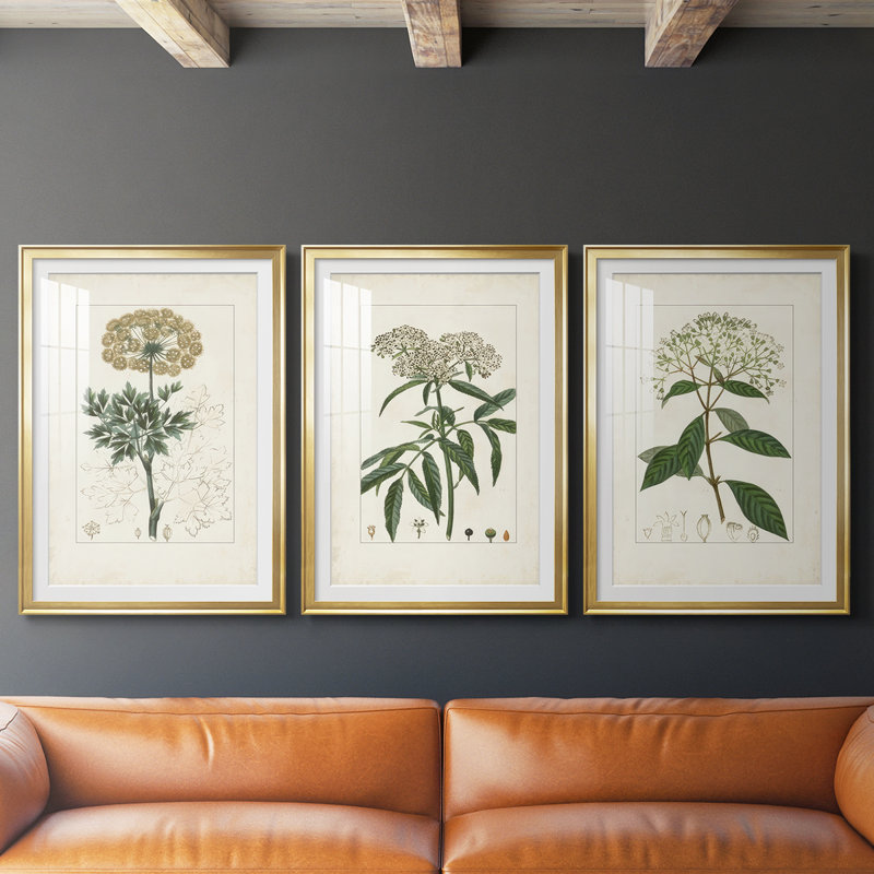 Antique Turpin Botanical VII - reproduction sur mesure encadrée de qualité supérieure - 3 pièces, H 21 po x l 30 po, Doré