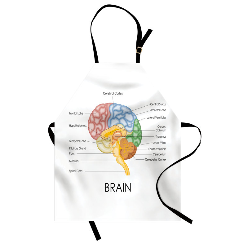Tablier d'anatomie East Urban Home