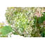 Donte Snowball Hydrangea Arrangement