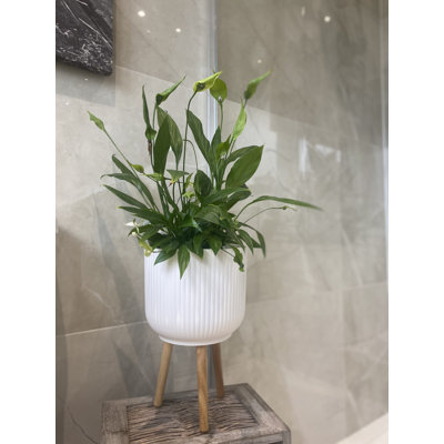 Mablethorpe Pot Planter