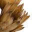 Primrue Repens sur une tige naturelle. Comprend 6 tiges par paquet, séchées-1191690291
