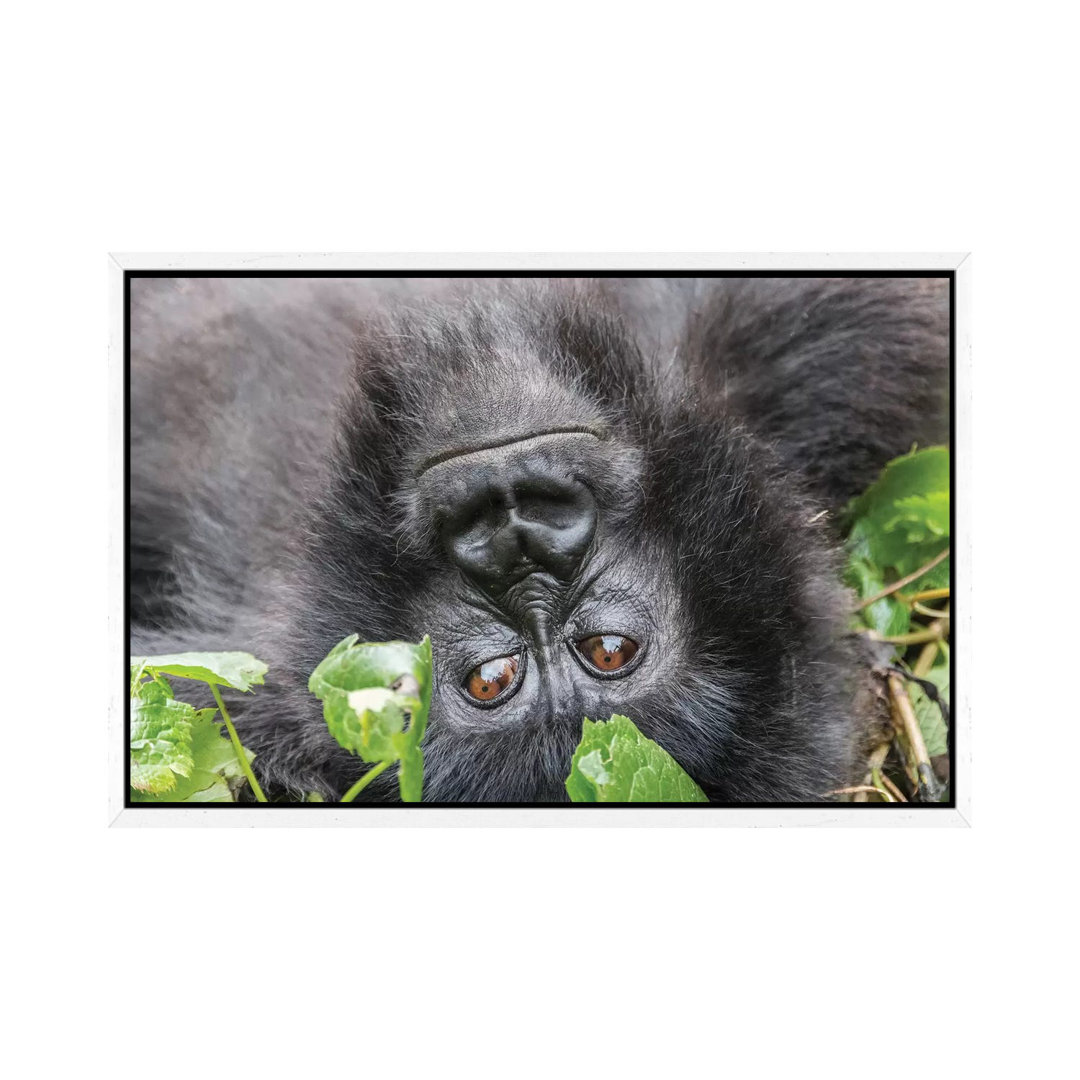 Ruanda, Volcanoes National Park, Ruhengeri, Kinigi. Berggorilla I