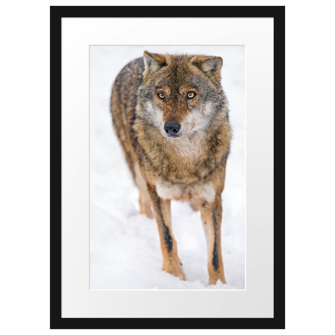 Gerahmtes Poster Wolf in Schneelandschaft