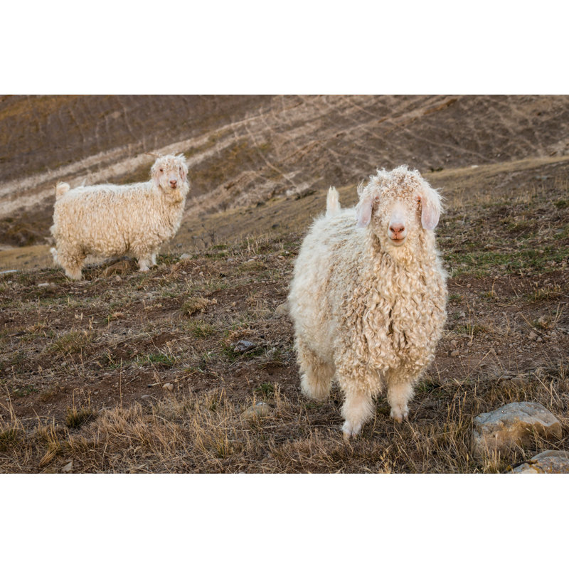 Angora Goats by PatrikStedrak - Wrapped Canvas Print, 30cm H x 46cm W x 3.8cm D