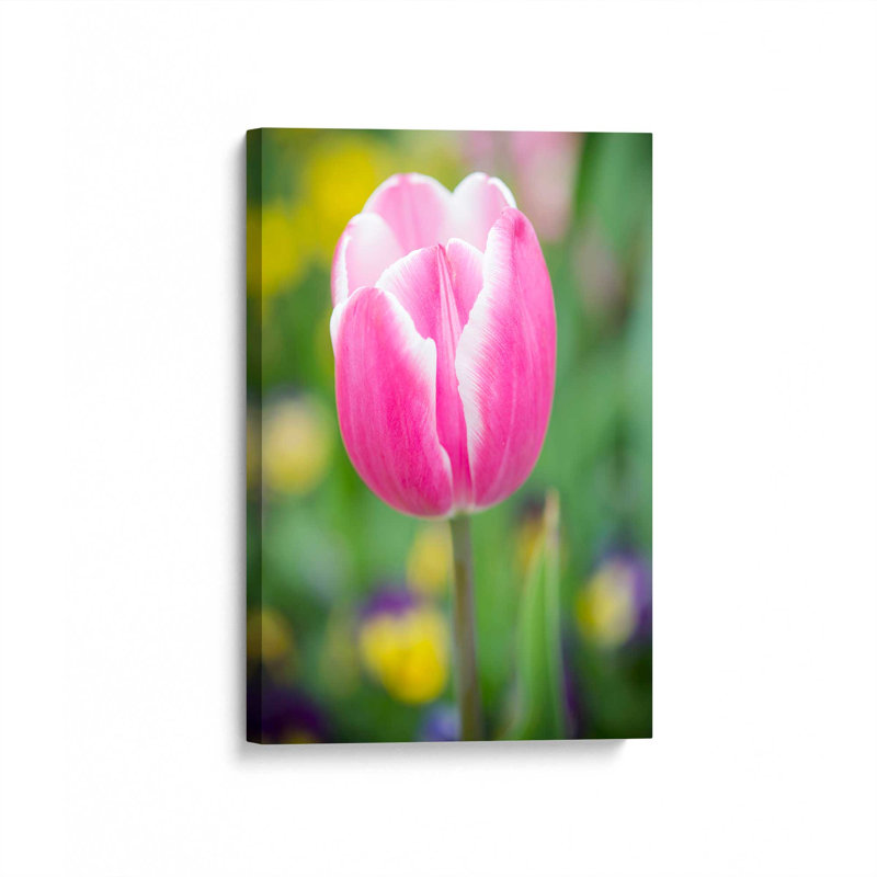 «Pink Tulip Blossoms II» par Sonja Quintero, reproduction d'art sur toile, H 18 po x l 12 po