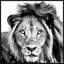 Mighty Lion by Marmont Hill - Floater Frame Painting on Canvas-972246880