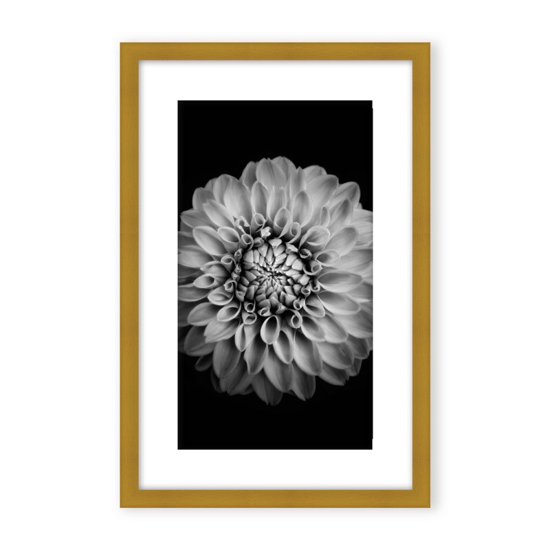 Nature Inspired Marigold by  - Picture Frame Photograph on Paper, 24" H x 16" W x 1.125" D, Black, Framed Matted Print