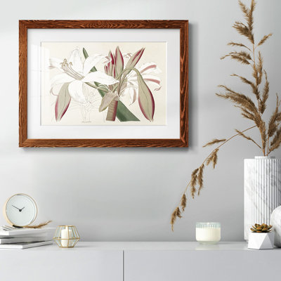 Amaryllis Varietals II, reproduction d'art encadrée