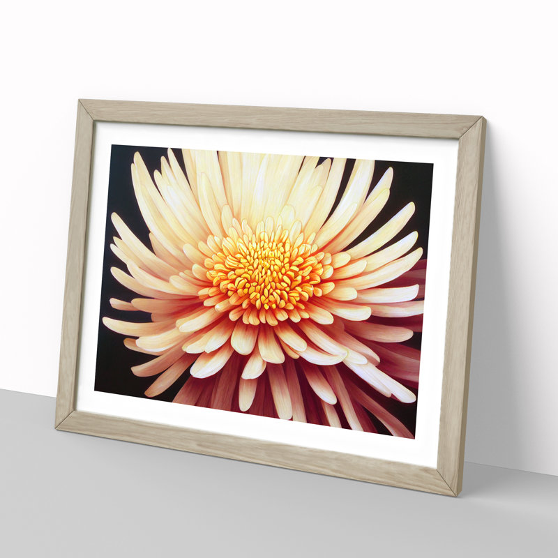 Sensational Chrysanthemum Flower - Framed Print, 34cm H x 46cm W x 2cm D, Oak 