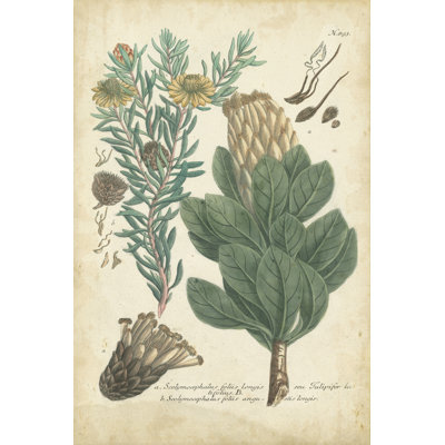Weinmann Conifers III by Weinmann - No Frame Print on Canvas