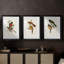 ElegantTrogonsI - Impression sur mesure encadrée de qualité supérieure - 3 pièces