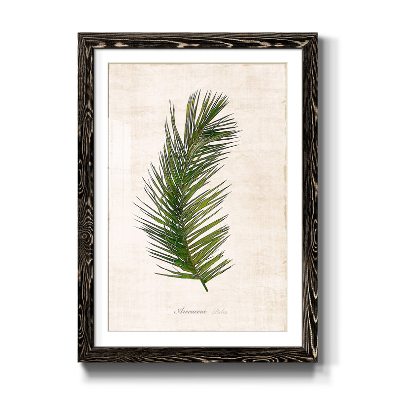 Palm Botanical II - Reproduction d'art graphique sur papier encadré, H 31,5 po x l 23,5 po x P 1,5 po, Noir