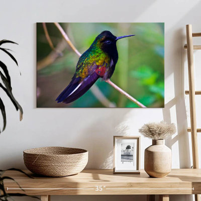 Colibri à ventre noir Brampt