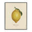 «Lemon Fruit Portrait», estampe numérique, design par Danielle Murray-1604360486-1604360484