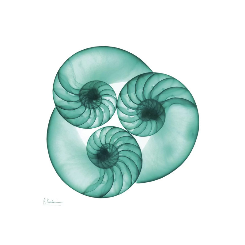Nautilus Trio by Albert Koetsier - Wrapped Canvas Print, 66.04 cm H x 66.04 cm W x 1.91 cm D