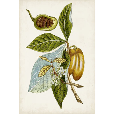" Antique Botanical Study VI "