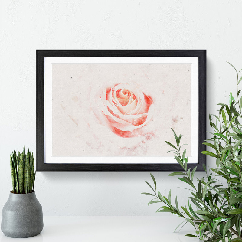 Pale Pink Rose - Framed Print, 45cm H x 63cm W x 2cm D, Black Framed