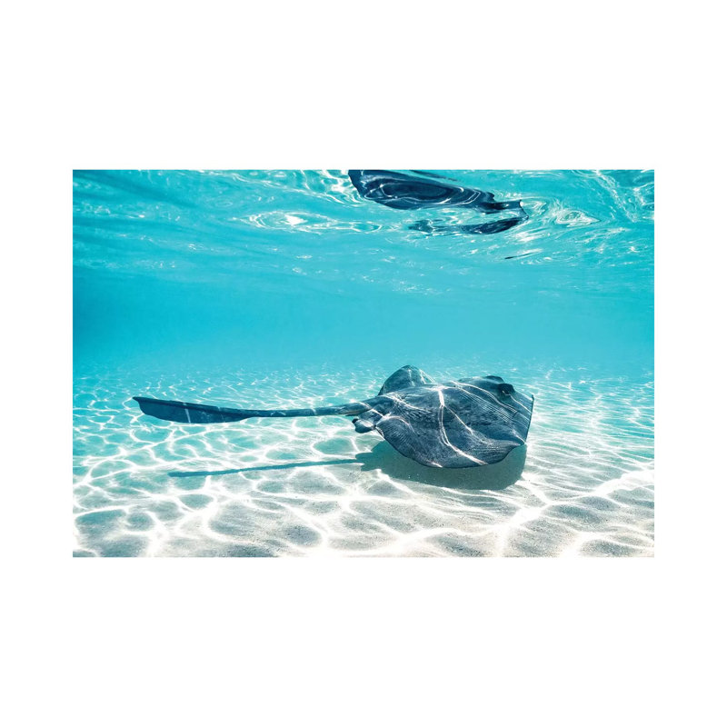 Underwater Ray Reef Snorkelling by James Vodicka - Wrapped Canvas Gallery-Wrapped Canvas Giclée