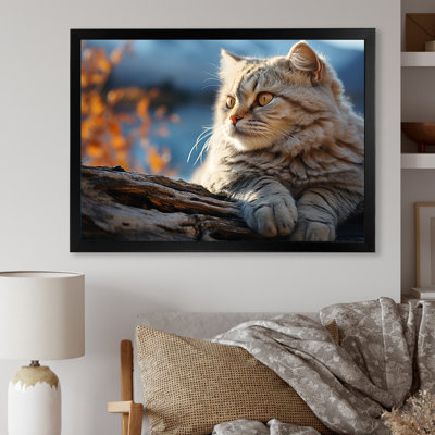 " Cat Scottish Fold Serenity "