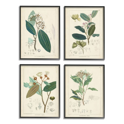 «Vintage Floral Anatomy Illustration, Étude Latine», ensemble de 4 reproductions d'impressions