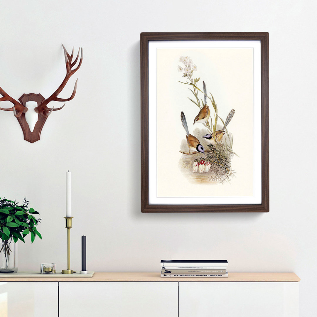 Crowned Wrens by Elizabeth Gould - Framed Print