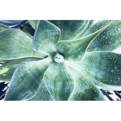 Green Tropical Succulent VII by Irena Orlov - Wrapped Canvas Print