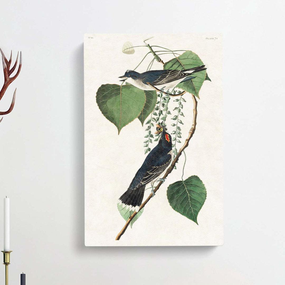Tyrant Flycatcher Birds by John James Audubon - Wrapped Canvas