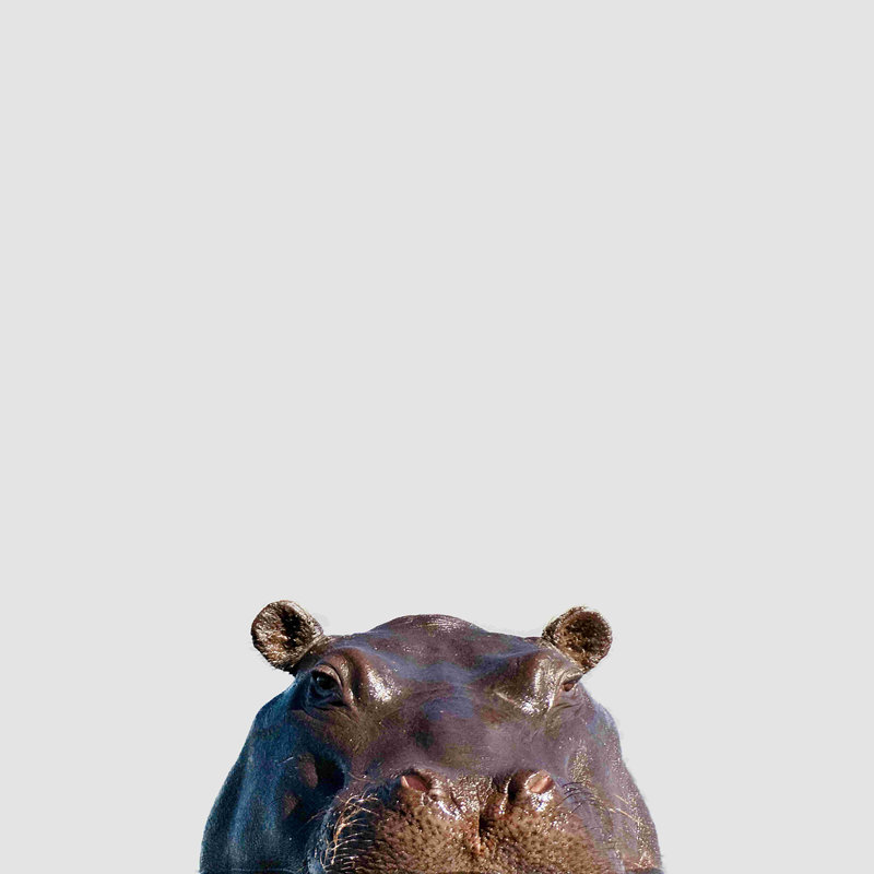 " Hippo " by ROSE AND JULEP, 12" H x 12" W, No, Wrapped Canvas