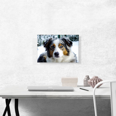 Australian Shepard Dog - Wrapped Canvas Photograph Print