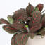Live Red Fittonia Nerve Plant