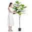 Tulipier 72,83 po