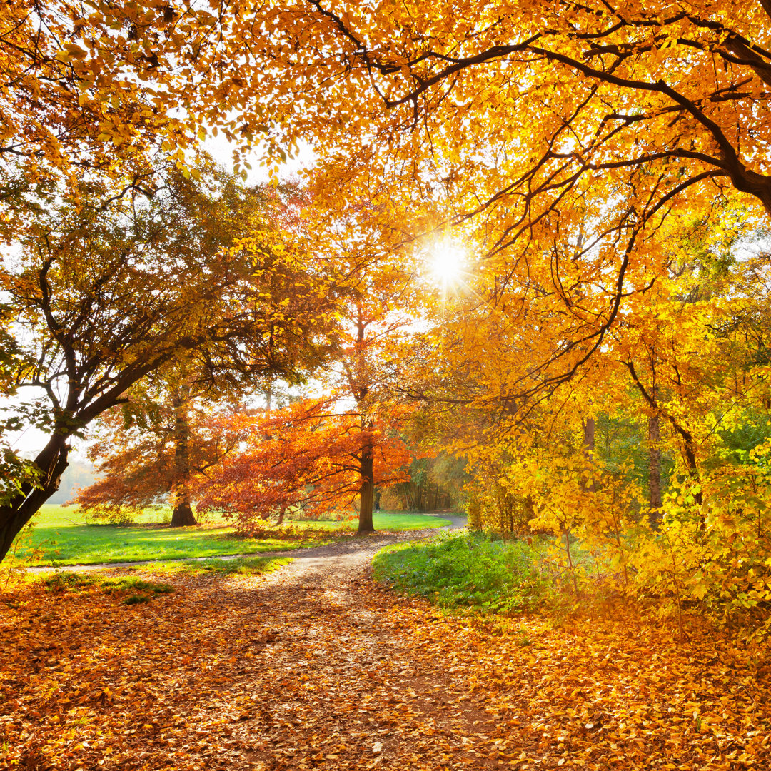 Autumn Park von TommL - Gewickeltes Leinwandset