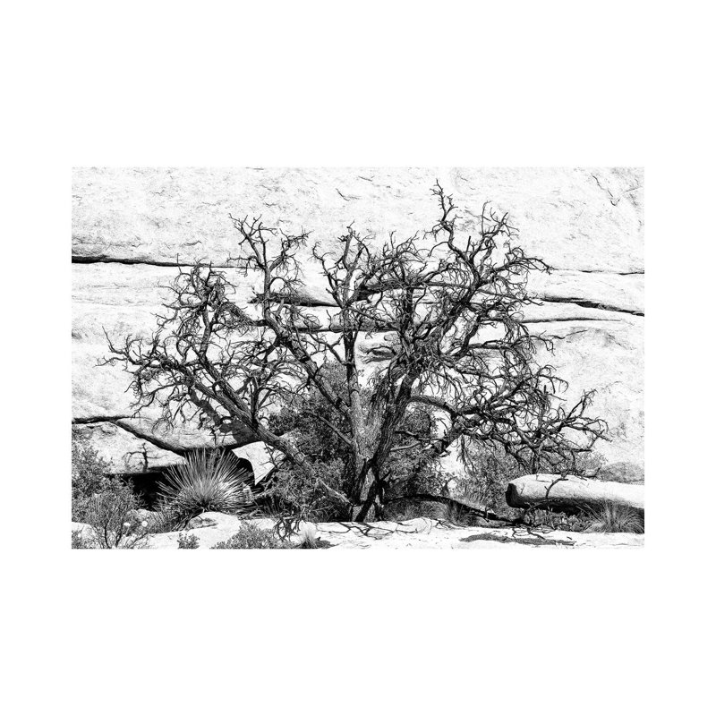 Desert Tree by Philippe Hugonnard - Wrapped Canvas Print, 20.32 cm H x 30.48 cm W
