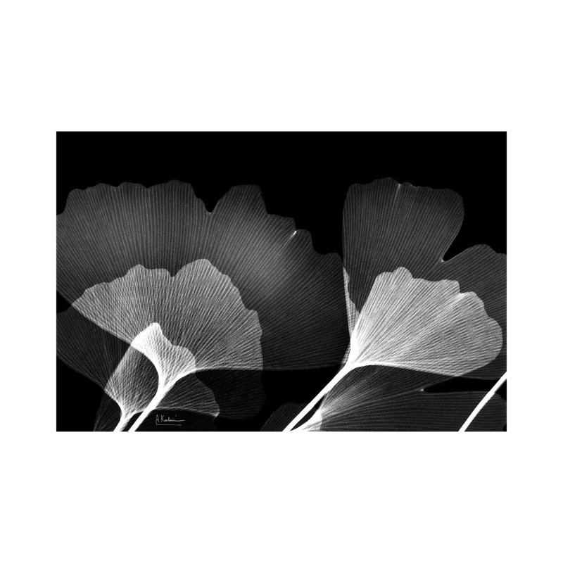 Ginko B/W by Albert Koetsier - Wrapped Canvas Gallery-Wrapped Canvas Giclée, 8" H x 12" W, Wrapped Canvas