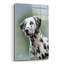 «Puppy Eyes Dalmatian» par John Silver-507298750